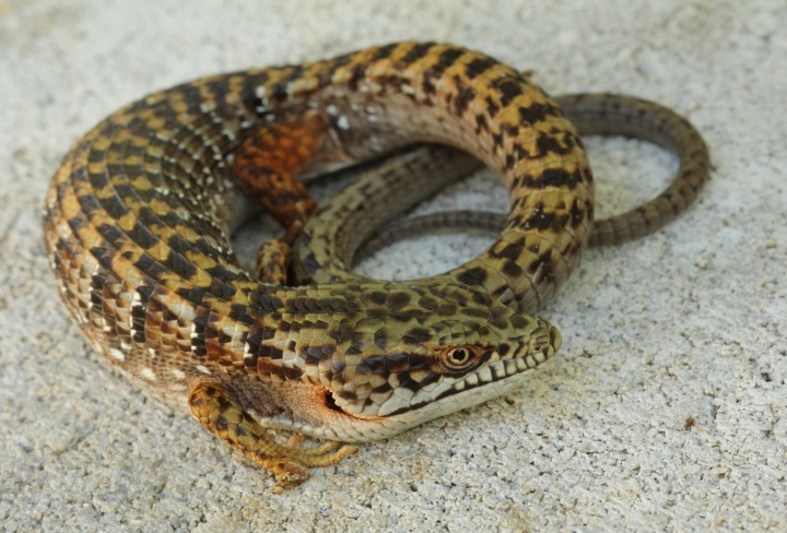 Southern Alligator Lizard